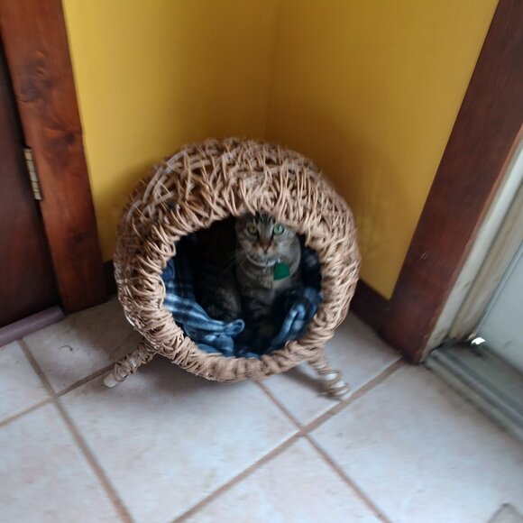 Homemade FiberRush Cat/Dog Bed small/med - Picture 1 of 16